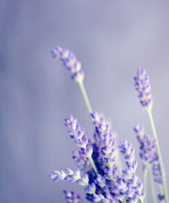Alternative view of Amber & Lavender Reed Diffuser